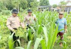Daya-Tarik-Ketahanan-Pangan-Kebun-Melon-di-Desa-Kendal-Sewu