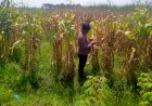 Polsek-Prambon-Dampingi-Petani,-Pastikan-Tanaman-Jagung-Siap-Dongkrak-Swasembada-Pangan