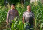 Dukung-Swasembada-Pangan-Nasional,-Bhabinkamtibmas-Polsek-Jabon-Pantau-Perkembangan-Jagung-di-Desa-Trompoasri