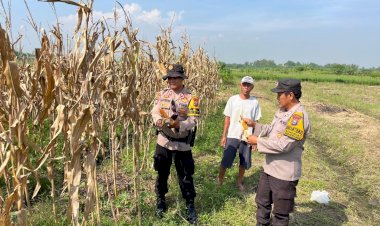 Polisi-Apresiasi-Panen-Jagung-di-Lahan-Ketahanan-Pangan-Krembung
