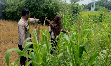 Polsek-Krembung-Apresiasi-Sekolah-Turut-Dukung-Ketahanan-Pangan-Melalui-Tanaman-Jagung