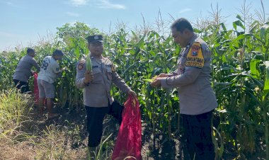 Kanit-Binmas-Polsek-Krembung-Dampingi-dan-Apresiasi-Panen-Jagung-Program-P2B-di-Desa-Lemujut