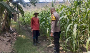 Bhabinkamtibmas-Polsek-Buduran-Cek-Lahan-Jagung-di-Desa-Sukorejo,-Dukung-Program-Ketahanan-Pangan-Nasional