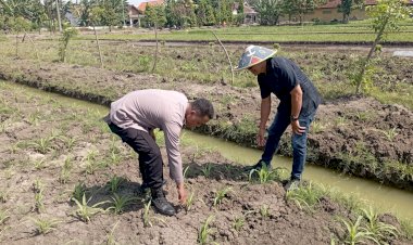 Bhabinkamtibmas-Polsek-Wonoayu-Tinjau-Lahan-Jagung-P2B-di-Desa-Popoh,-Dukung-Swasembada-Pangan-Nasional