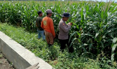 Sinergi-Polisi-dan-Petani-Kelola-Lahan-Jagung,-Sukseskan-Swasembada-Pangan