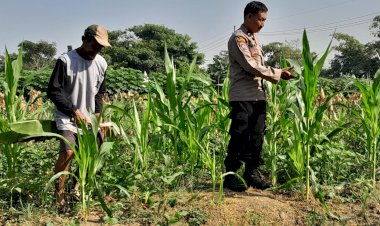 Polsek-Krian-Perkuat-Pendampingan-Petani,-Pertumbuhan-Jagung-di-Desa-Jatikalang-Terus-Dipantau