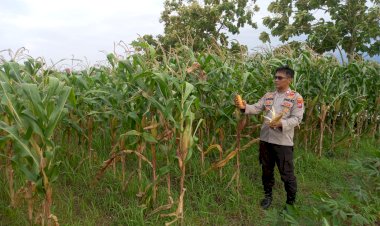 Polsek-Krembung-Laksanakan-Pendampingan-Lahan-Jagung,-Dukung-Swasembada-Pangan