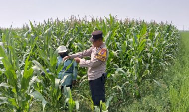 Polisi-Cinta-Petani,-Polsek-Tarik-Intensif-Pantau-Pertumbuhan-Jagung-untuk-Perkuat-Ketahanan-Pangan-di-Sidoarjo
