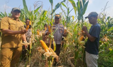 Panen-Jagung-Polsek-Gedangan-Perkuat-Swasembada-Pangan-2026,-Wujud-Nyata-Polisi-Cinta-Petani-di-Sidoarjo