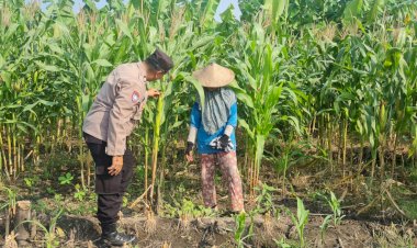 Polsek-Candi-Dampingi-Petani-Pantau-Pertumbuhan-Jagung-Dukung-Ketahanan-Pangan