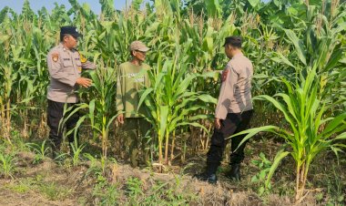 Polisi-Cinta-Petani,-Polsek-Candi-Intensif-Dampingi-Petani-Pantau-Pertumbuhan-Jagung-Demi-Sukseskan-Ketahanan-Pangan