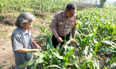Polsek-Taman-Patroli-Lahan-Jagung-di-Sidoarjo,-Pastikan-Program-Ketahanan-Pangan-Berjalan-Optimal
