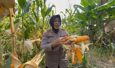 Kanitbinmas-Polsek-Gedangan-Perkuat-Swasembada-Pangan-2026,-Polisi-dan-Petani-Bersinergi-di-Sidoarjo