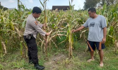 Sinergi-Polisi-Cinta-Petani,-Polsek-Prambon-Sidoarjo-Genjot-Swasembada-Pangan-Lewat-Lahan-Jagung