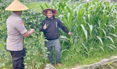 Polsek-Tulangan-Kawal-Ketahanan-Pangan,-Pantau-Lahan-Jagung-Tumpang-Sari-di-Desa-Gelang