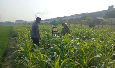 Polsek-Wonoayu-Pantau-Lahan-Jagung-Desa-Popoh-Dukung-Swasembada-Pangan