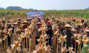 Panen-Jagung-Kuartal-III-di-Kecamatan-Balongbendo