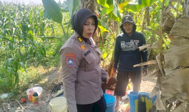 Polisi-Turun-ke-Sawah,-Dampingi-Petani-Punggul-Jaga-Harapan-Panen-Jagung-untuk-Ketahanan-Pangan-Nasional