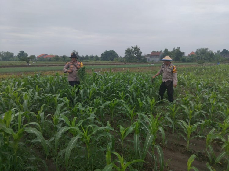 Polsek Krembung Melalui Kanitbinmas Rawat Jagung Hibrida Dukung Swasembada Pangan Nasional