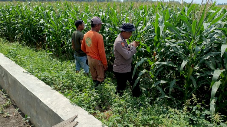Sinergi Polisi dan Petani Kelola Lahan Jagung, Sukseskan Swasembada Pangan