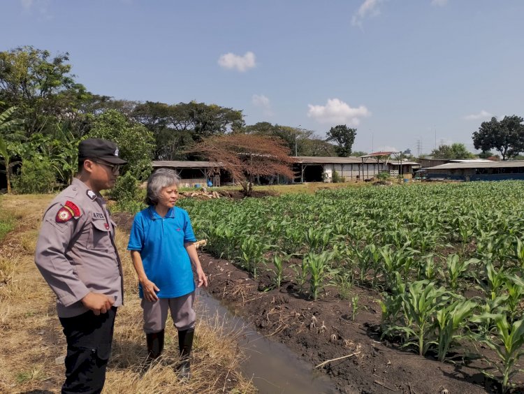 Polsek Taman Optimalkan Ketahanan Pangan Tanaman Jagung