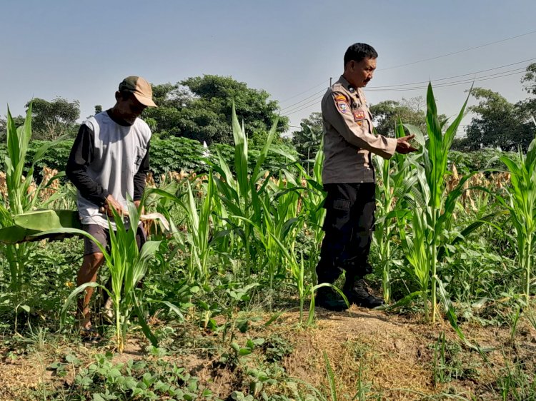 Polsek Krian Perkuat Pendampingan Petani, Pertumbuhan Jagung di Desa Jatikalang Terus Dipantau