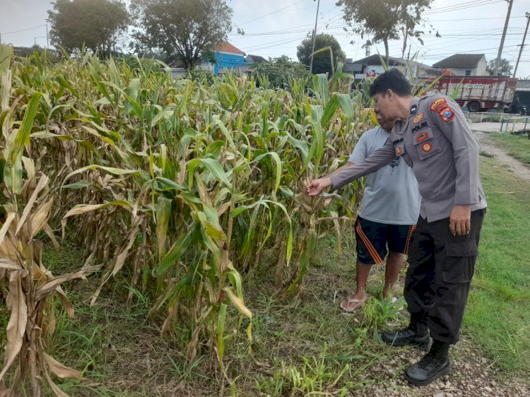 Polsek Prambon Pantau Tanaman Jagung, Dukung dalam Mewujudkan Ketahanan Pangan