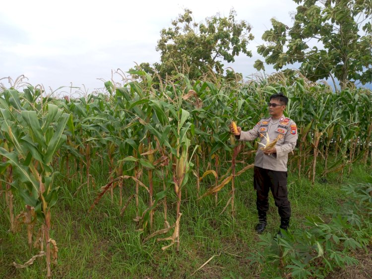 Polsek Krembung Laksanakan Pendampingan Lahan Jagung, Dukung Swasembada Pangan