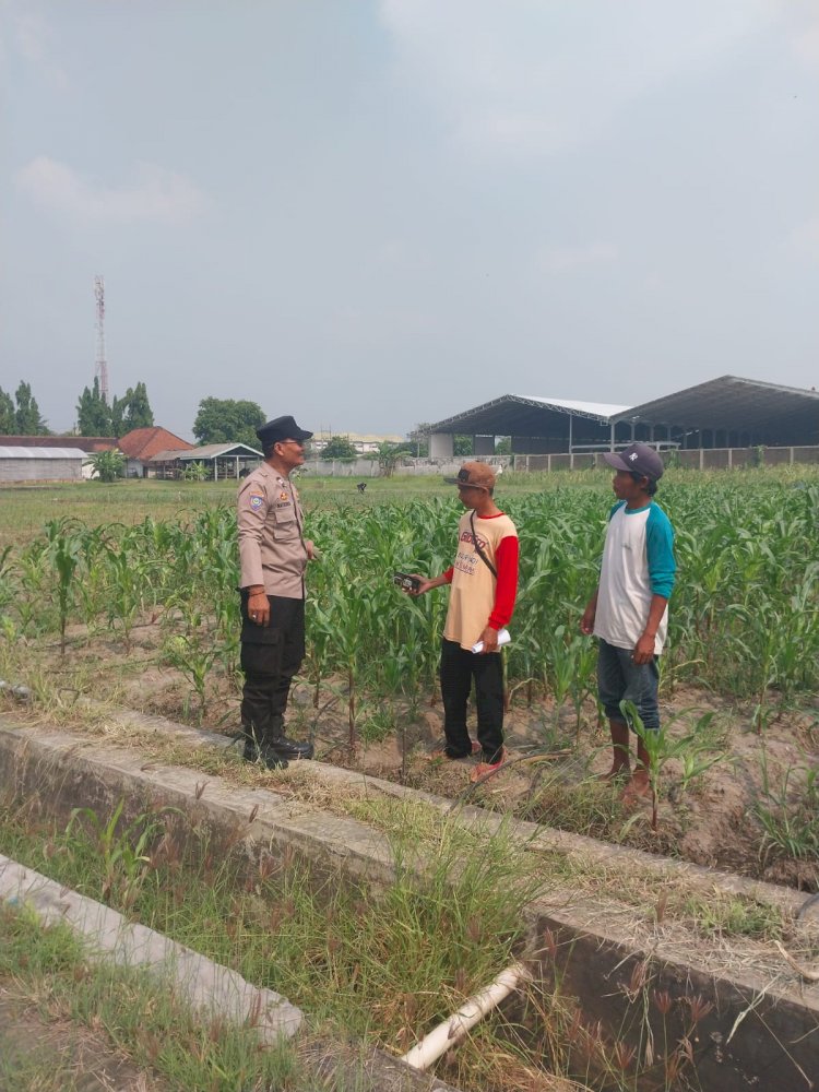 Dampingi Petani Optimalkan Ketahanan Pangan, Polsek Sidoarjo Kota Motivasi Perawatan Jagung di Desa Lebo
