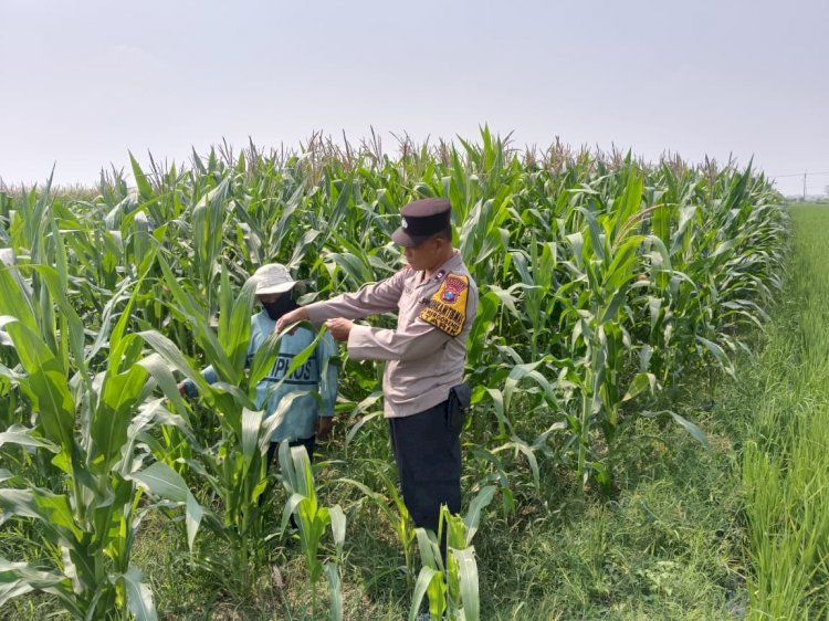 Polisi Cinta Petani, Polsek Tarik Intensif Pantau Pertumbuhan Jagung untuk Perkuat Ketahanan Pangan di Sidoarjo