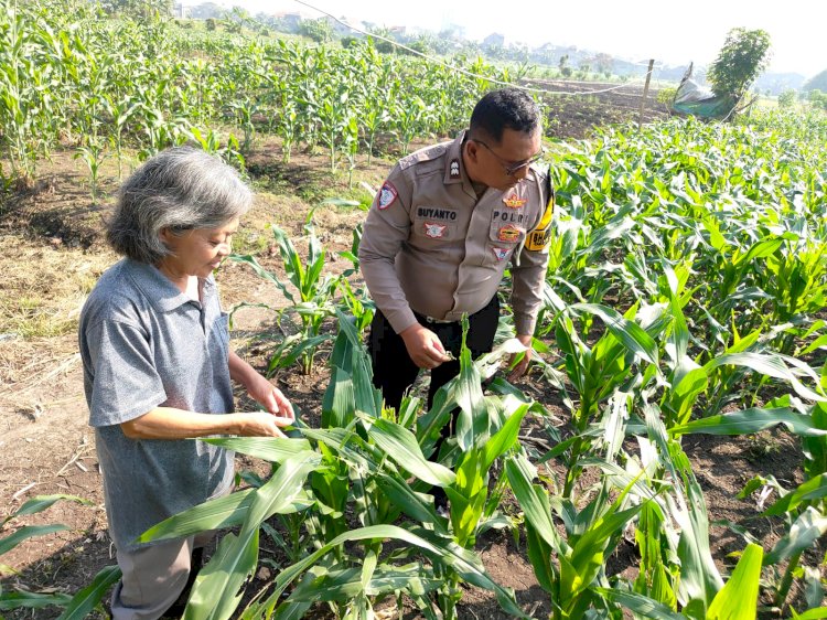 Polsek Taman Patroli Lahan Jagung di Sidoarjo, Pastikan Program Ketahanan Pangan Berjalan Optimal