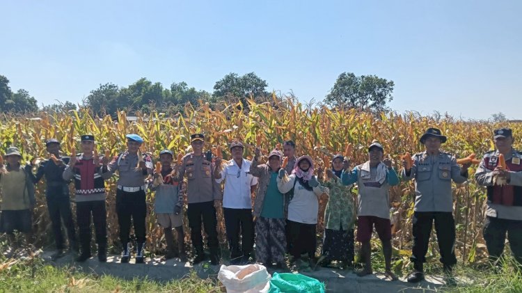 Polresta Sidoarjo Dorong Swasembada Pangan, Berhasil Panen Raya Jagung Hibrida di Porong