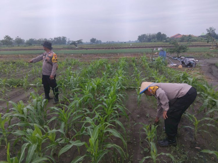 Dukung Swasembada Pangan Asta Cita, Polsek Krembung Sidoarjo Sulap Pekarangan Jadi Lahan Jagung Hibrida