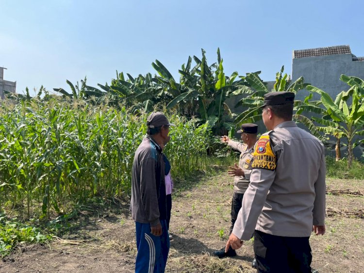 Genjot Pekarangan Pangan Bergizi, Polsek Sedati Sidoarjo Targetkan Lahan Jagung Desa Betro Sukses