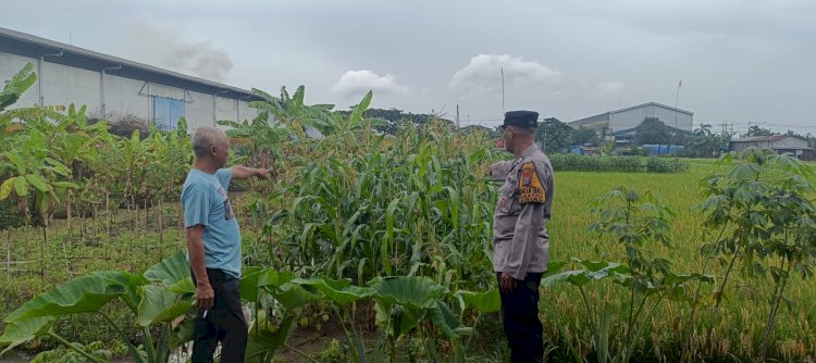 Dukung Asta Cita Presiden, Bhabinkamtibmas Polsek Krian Sidoarjo Intensifkan Pemantauan Lahan Jagung