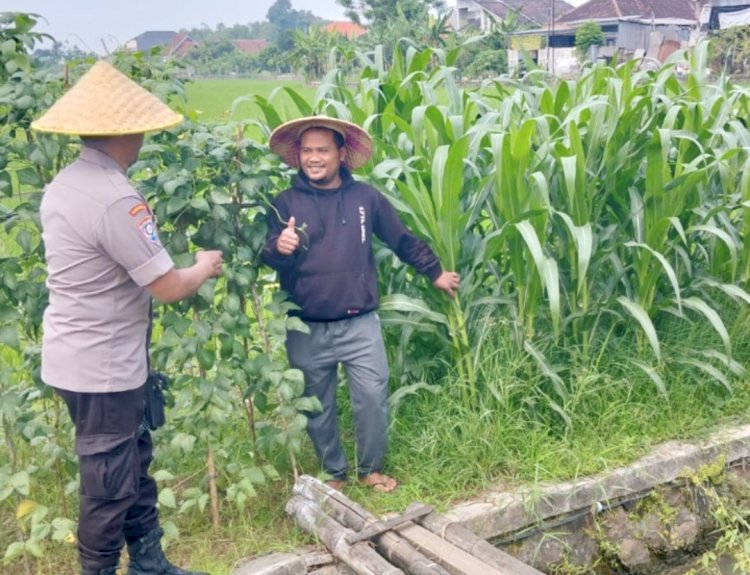 Polsek Tulangan Kawal Ketahanan Pangan, Pantau Lahan Jagung Tumpang Sari di Desa Gelang