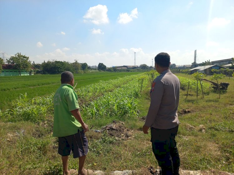 Di Lahan Jagung Desa Popoh, Polsek Wonoayu Hadir Menjaga Harapan Panen dan Ketahanan Pangan