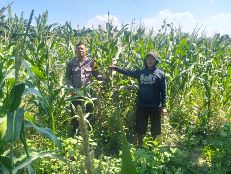 Antisipasi Hama, Polsek Gedangan Gandeng Petani Optimalkan Ketahanan Pangan Rawat Tanaman Jagung di Desa Punggul