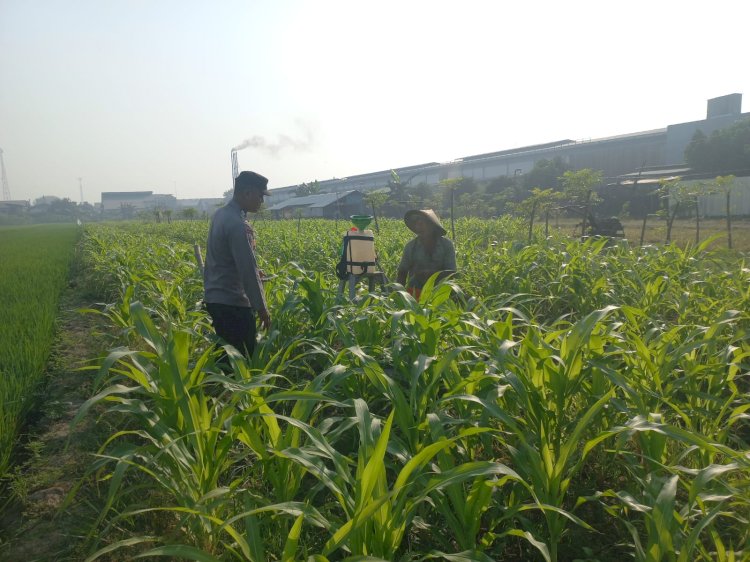 Polsek Wonoayu Pantau Lahan Jagung Desa Popoh Dukung Swasembada Pangan