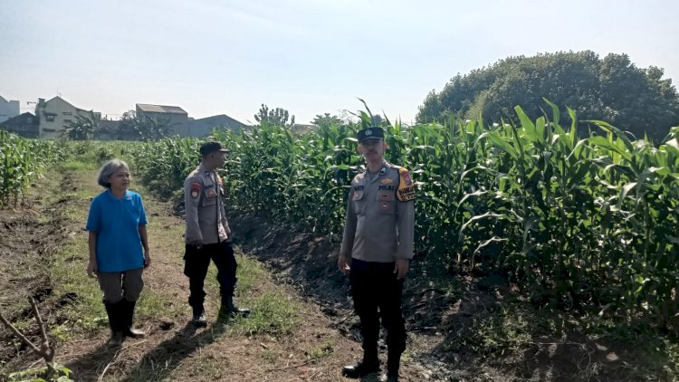 Polsek Taman Pantau Lahan Jagung, Perkuat Ketahanan Pangan di Sidoarjo