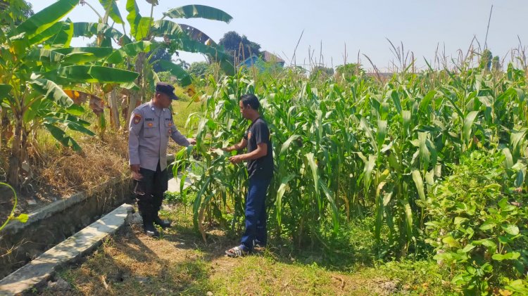 Polsek Prambon Pantau Tanaman Jagung Dukung Program Ketahanan Pangan