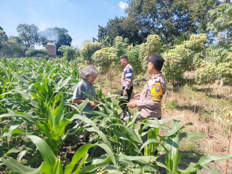 Polsek Taman Perkuat Ketahanan Pangan, Patroli Lahan Jagung Bersama Kelompok Tani di Sepanjang