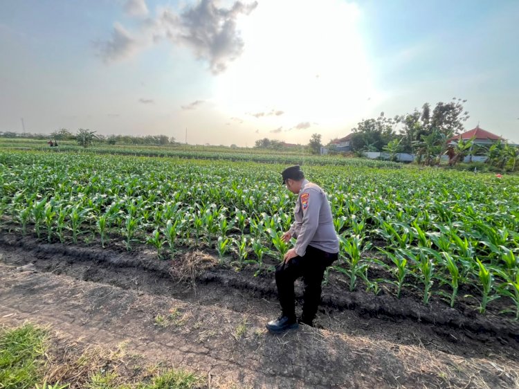 Polsek Krembung Intensif Patroli lahan Jagung P2B Demi Swasembada Pangan Nasional