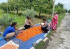 Apresiasi-Polisi-Krembung-Atas-Panen-Jagung-Warga